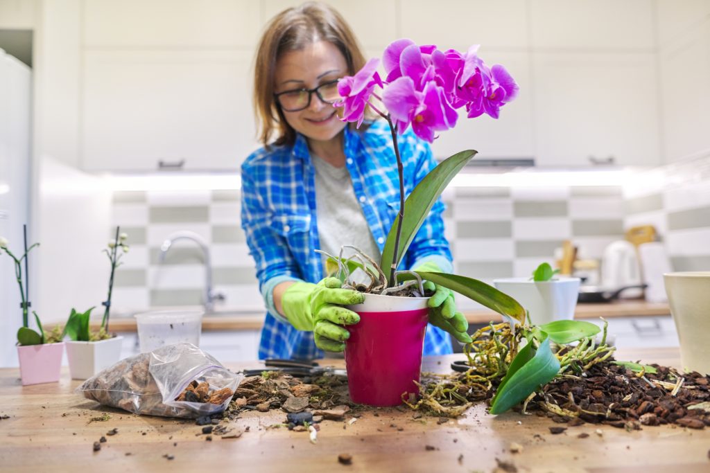 Flower Phalaenopsis orchid in pot, woman caring transplanting plant, background kitchen interior