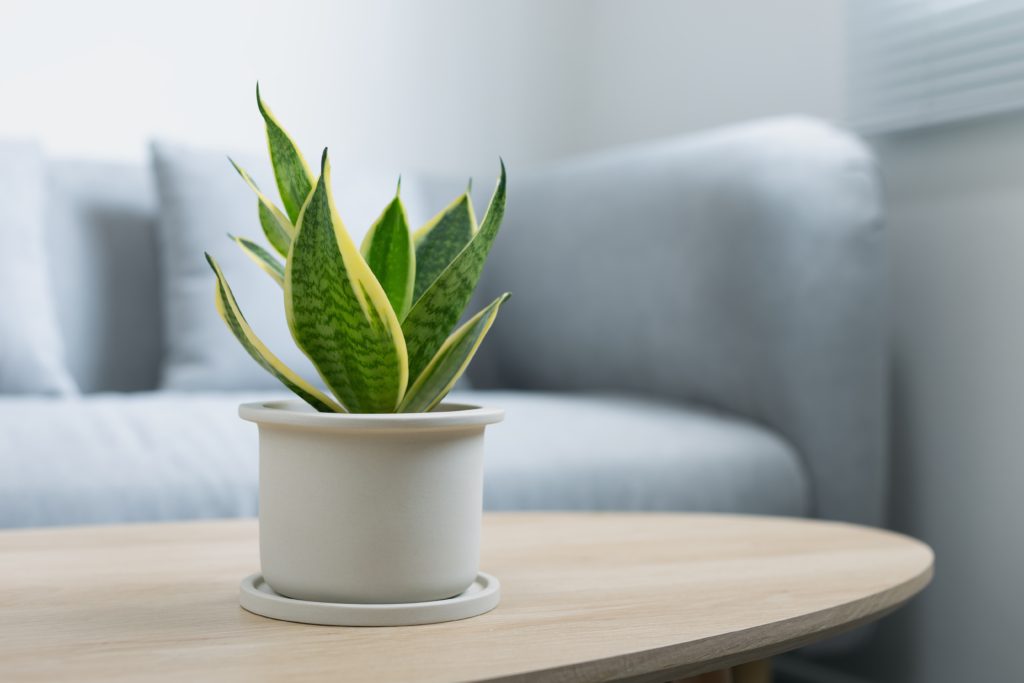 Decorative sansevieria plant on wooden table in living room. Sansevieria trifasciata Prain in gray ceramic pot.